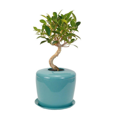 The Living Urn Indoors / Patio - 5280