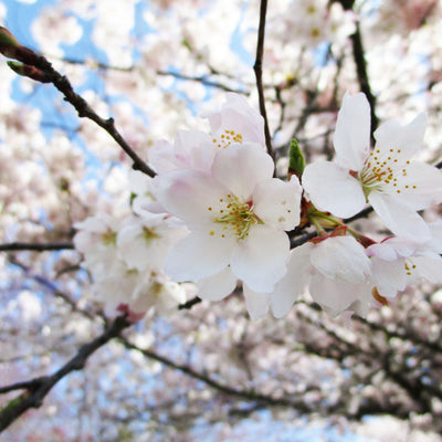 Akebono Flowering Cherry - Belk