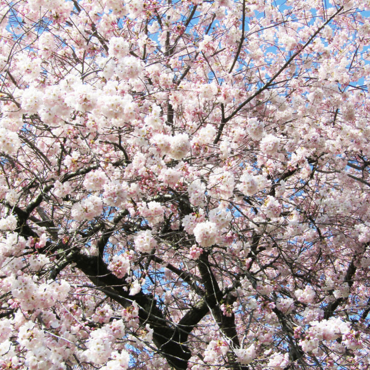 Akebono Flowering Cherry - SereniCare
