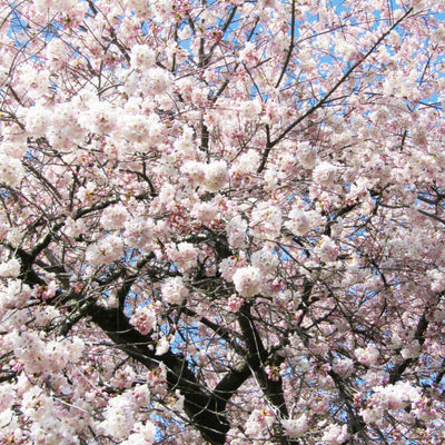 Akebono Flowering Cherry - SereniCare
