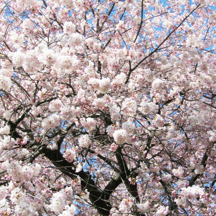 Akebono Flowering Cherry - Belk