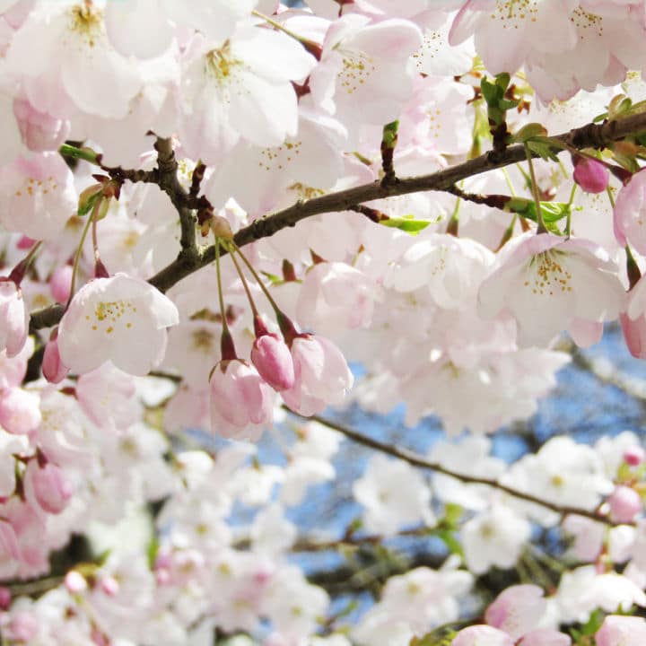 Akebono Flowering Cherry - Belk