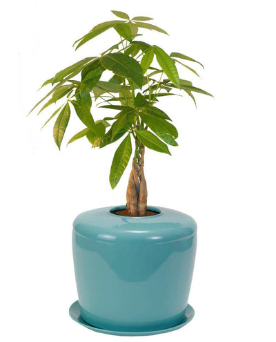 The Living Urn Indoors / Patio - 5280
