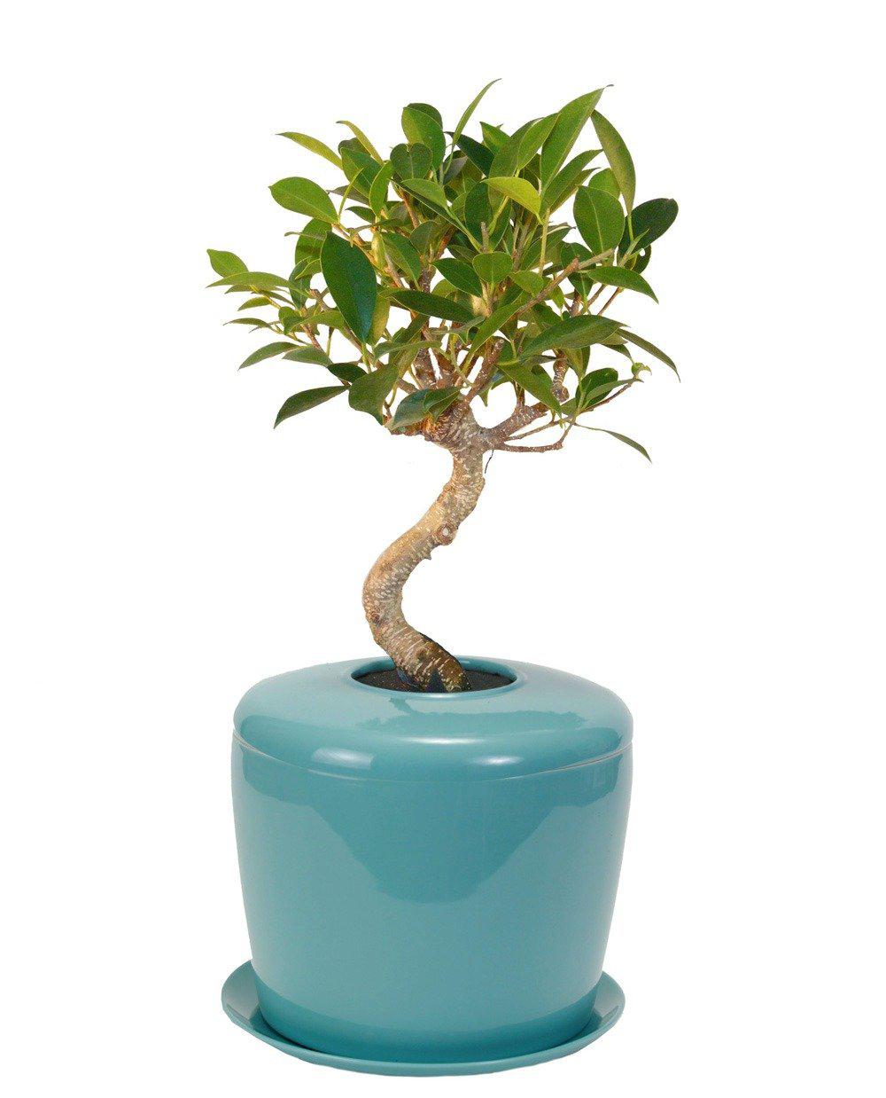 The Living Urn Indoors / Patio - 5280