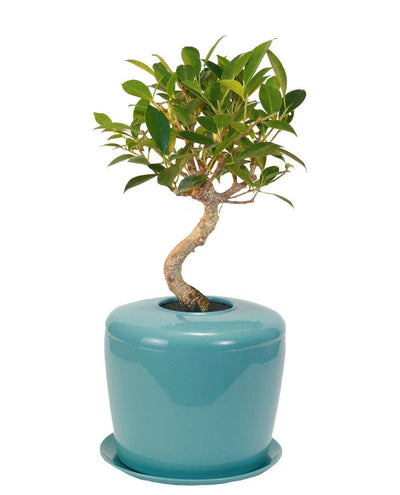 The Living Urn Indoors / Patio - 5280
