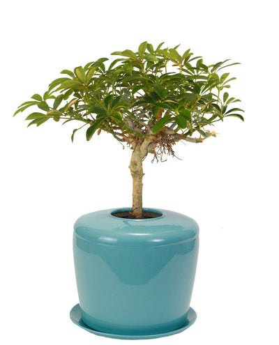 The Living Urn Indoors / Patio - 5280