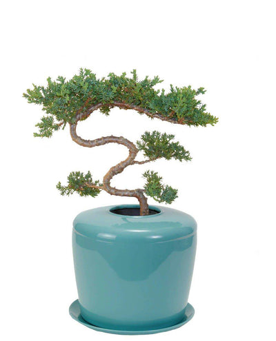 The Living Urn Indoors / Patio - 5280