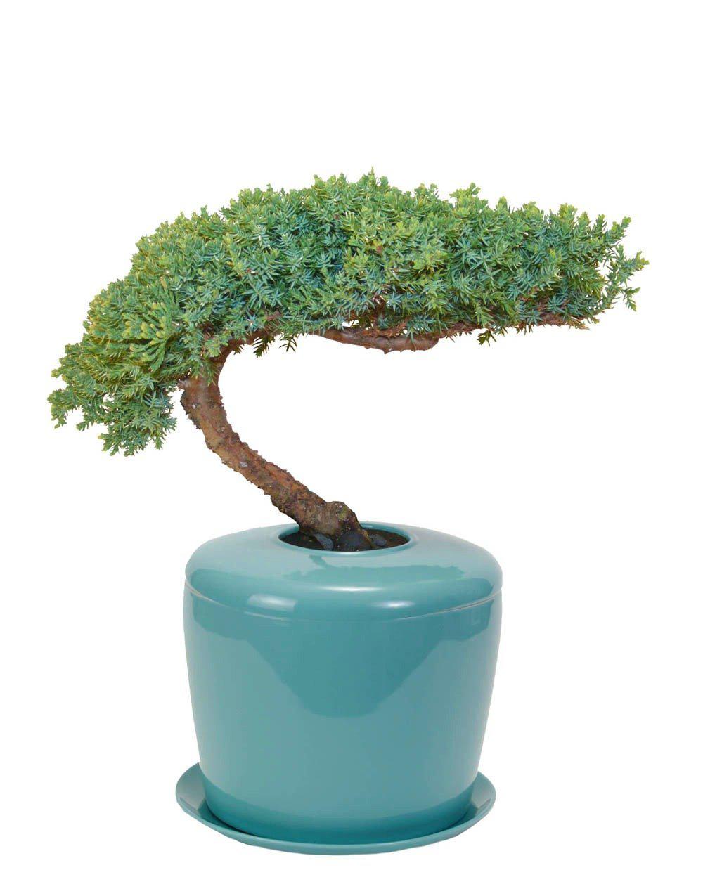 The Living Urn Indoors / Patio - 5280