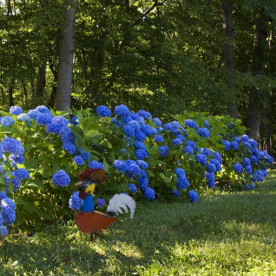 Hydrangea - Messenger