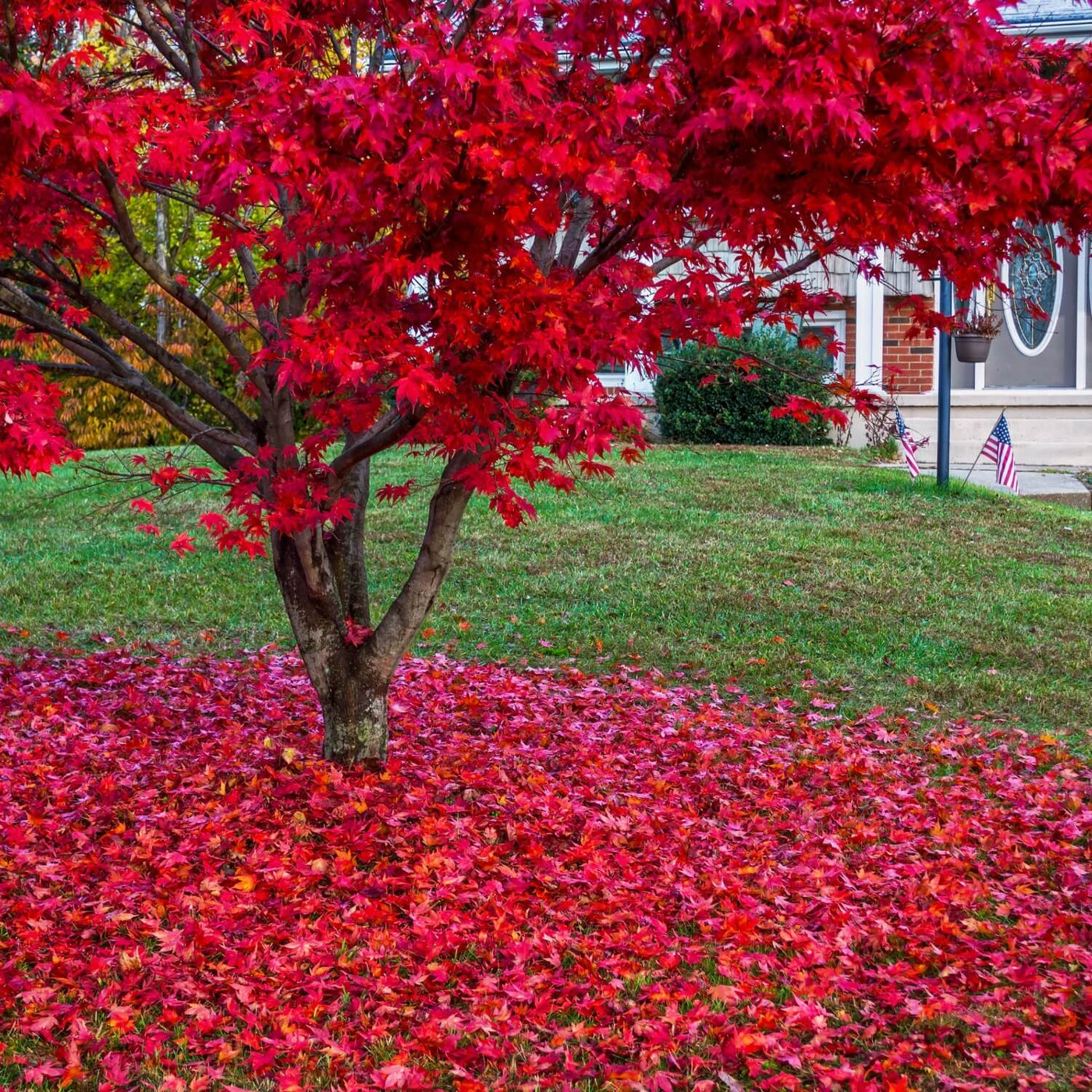 Japanese Red Maple - Heaven Bound