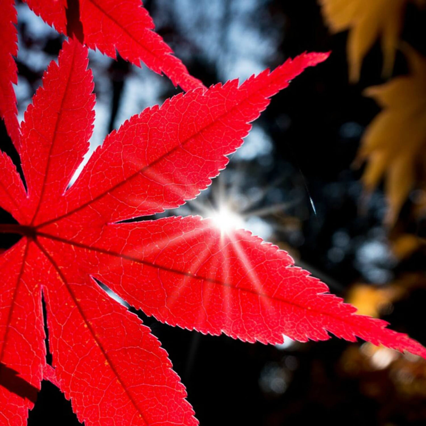 Japanese Red Maple - Heaven Bound