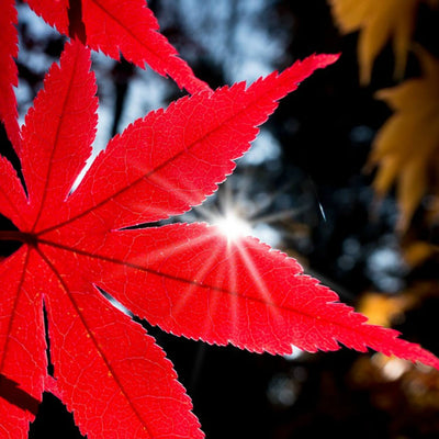 Japanese Red Maple - Heaven Bound