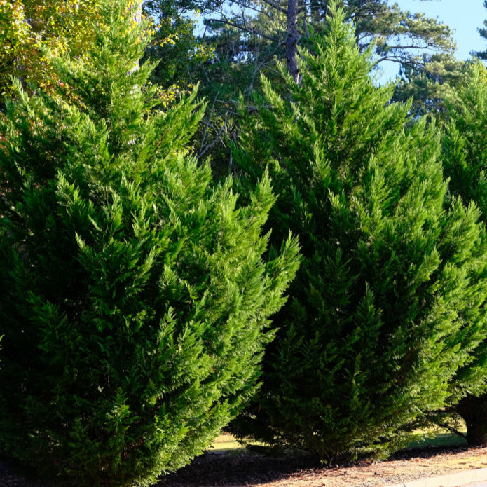 Cypress (Leyland) - Belk