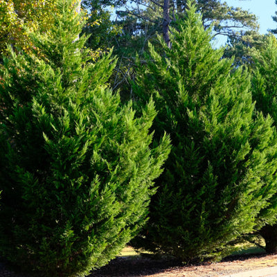 Cypress (Leyland) - SereniCare