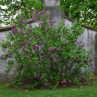 Lilac - SereniCare