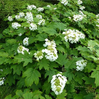 Oakleaf Hydrangea