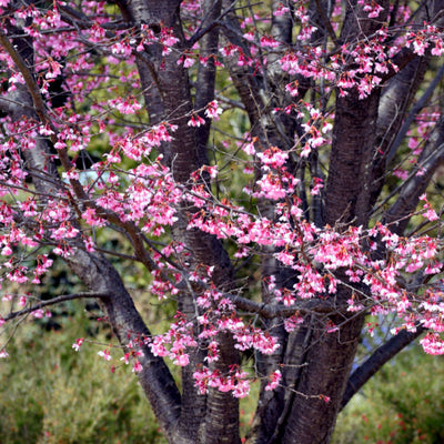 Okame Flowering Cherry - Belk