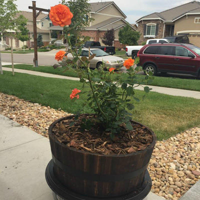 Living Urn System Only (use with your own tree, plant or flowers) - 5280
