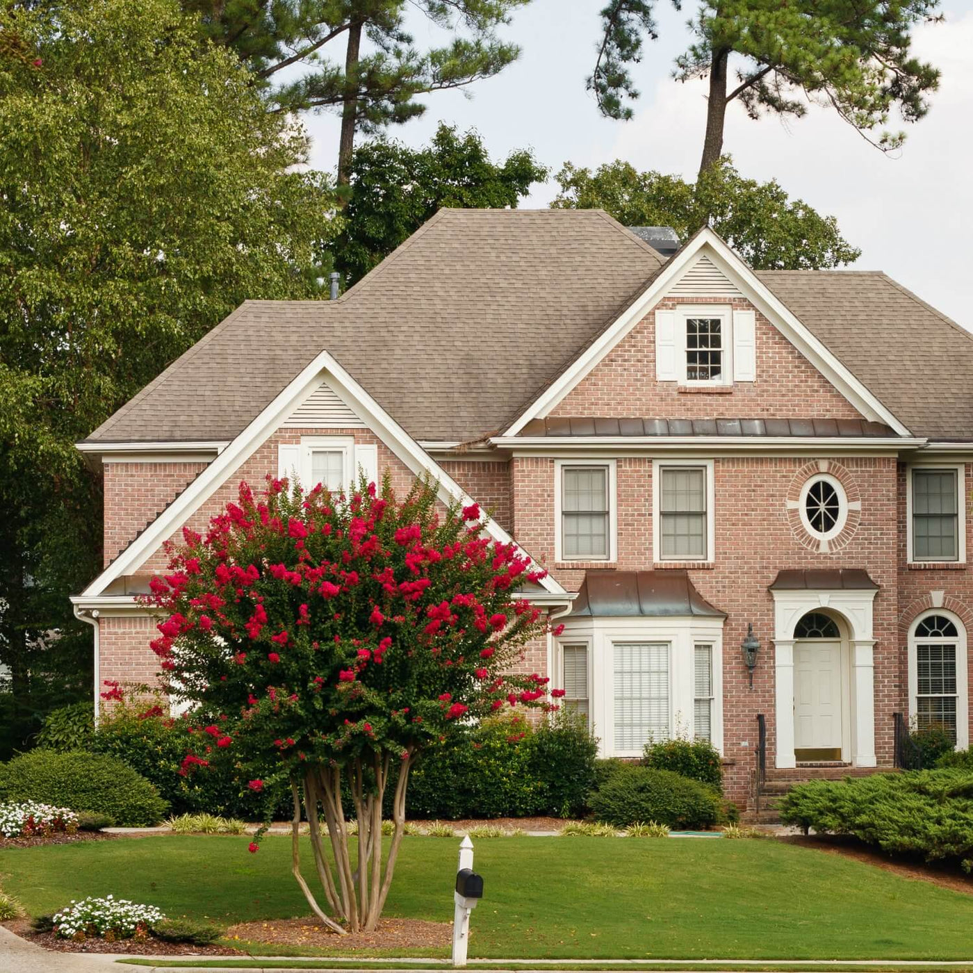 Crape Myrtle (Red) - Messenger