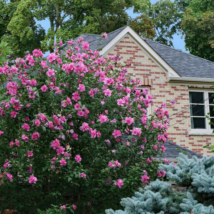 Rose of Sharon (Lucy) - Belk