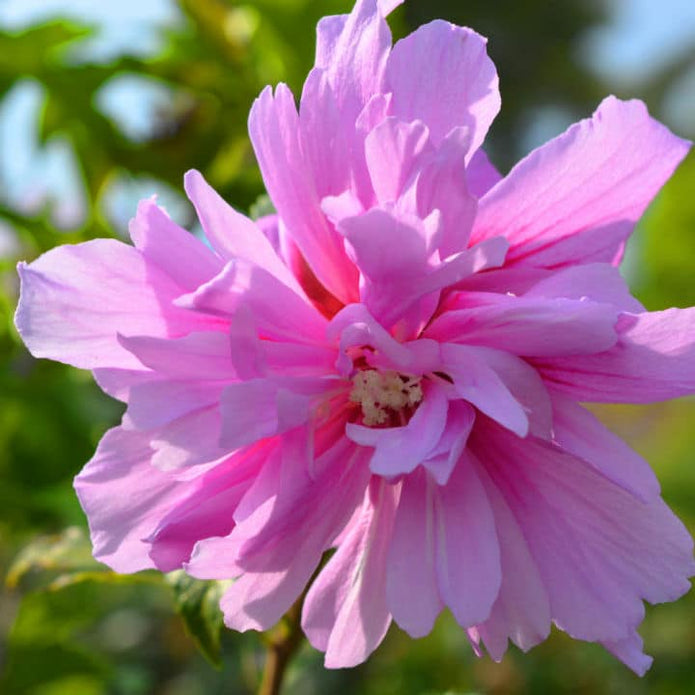 Rose of Sharon (Lucy) - SereniCare