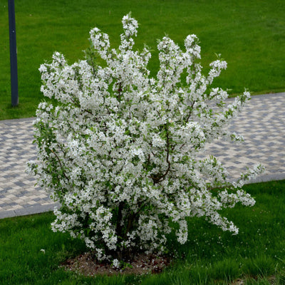 White Crabapple (Sargent)