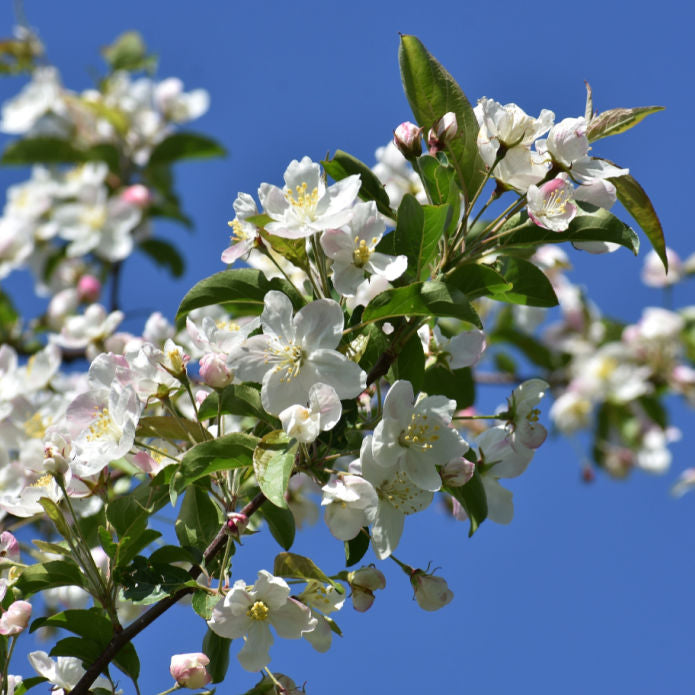 White Crabapple (Sargent)