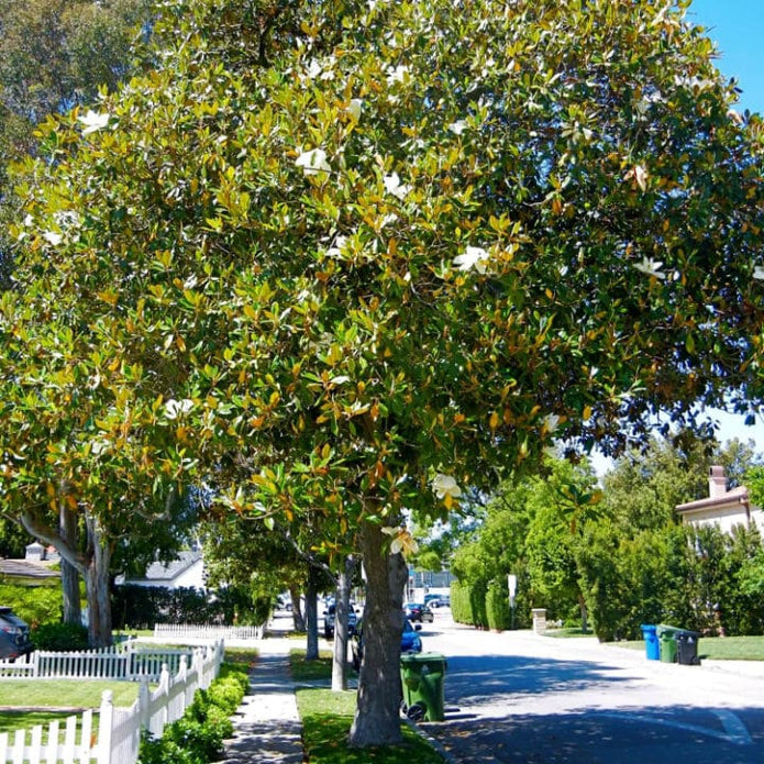 Southern Magnolia - SereniCare