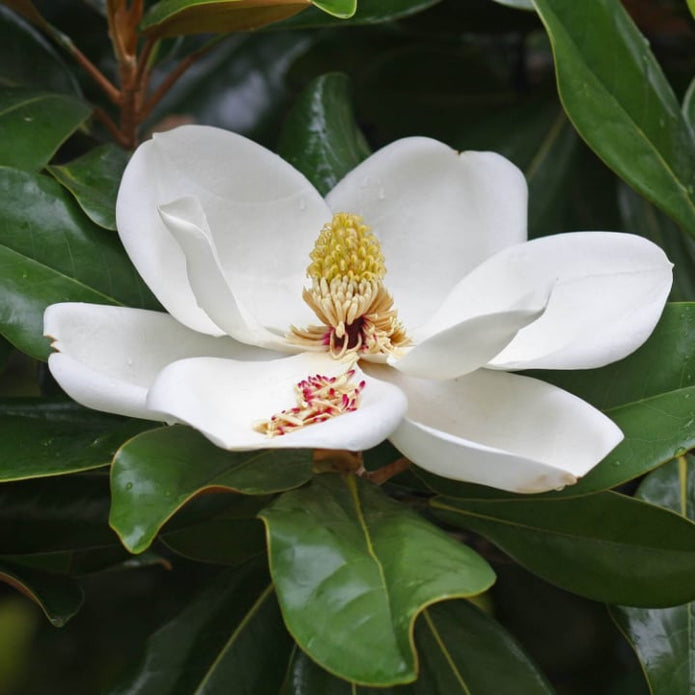 Southern Magnolia - SereniCare