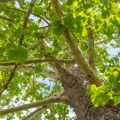 Sycamore - Akers James