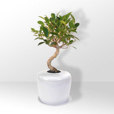 The Living Urn Indoors / Patio - SereniCare