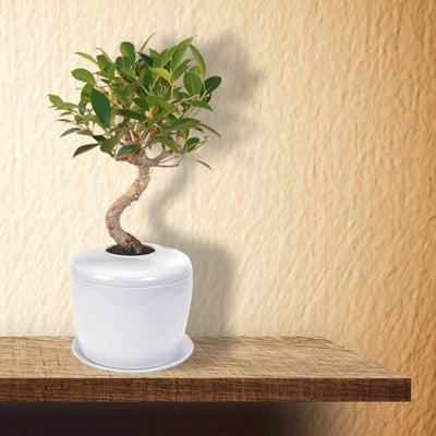 The Living Urn Indoors / Patio - 5280