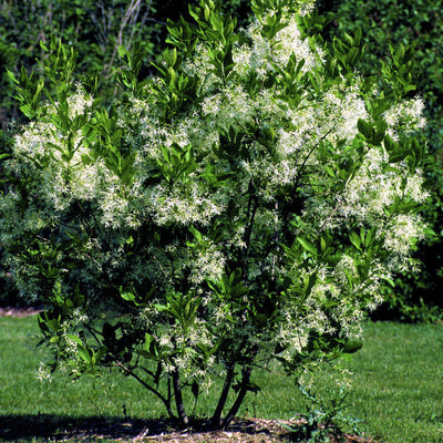 White Fringe Tree - Belk