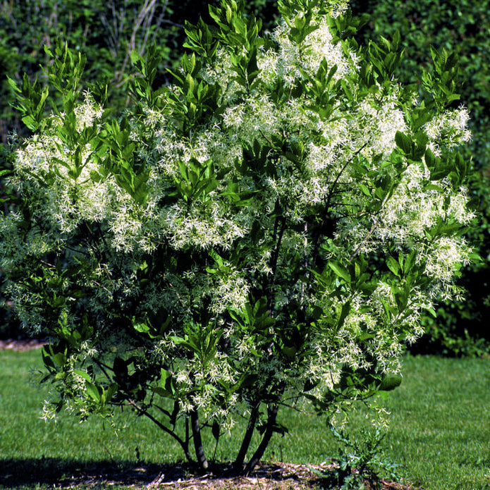 White Fringe Tree