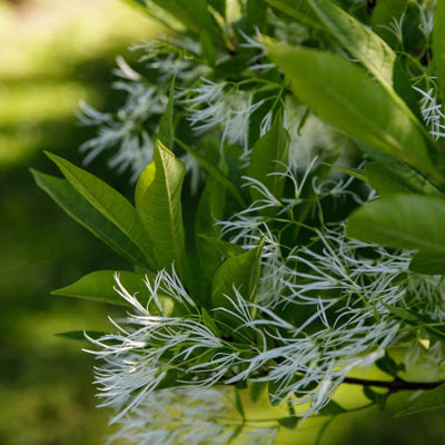 White Fringe Tree - Belk