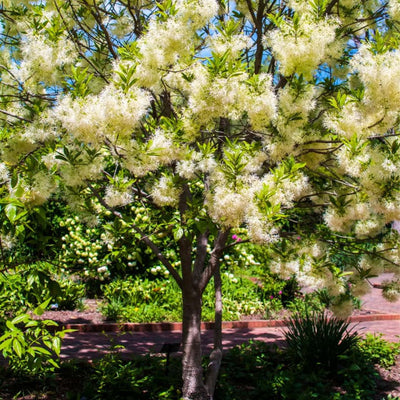 White Fringe Tree - Belk