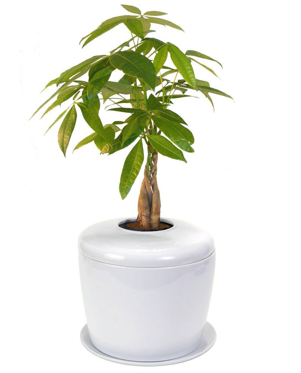The Living Urn Indoors / Patio - 5280