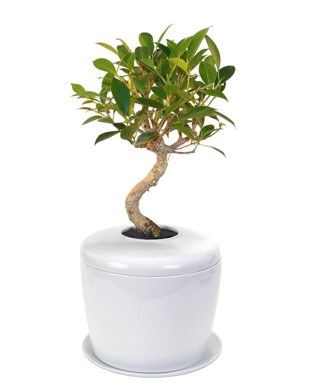 The Living Urn Indoors / Patio - 5280