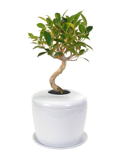 The Living Urn Indoors / Patio - 5280