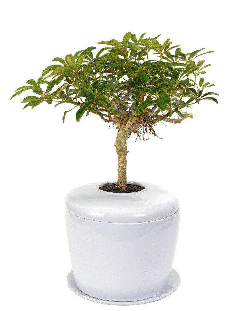 The Living Urn Indoors / Patio - SereniCare
