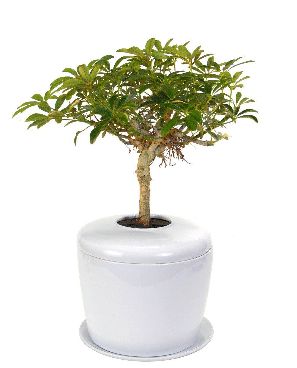 The Living Urn Indoors / Patio - 5280