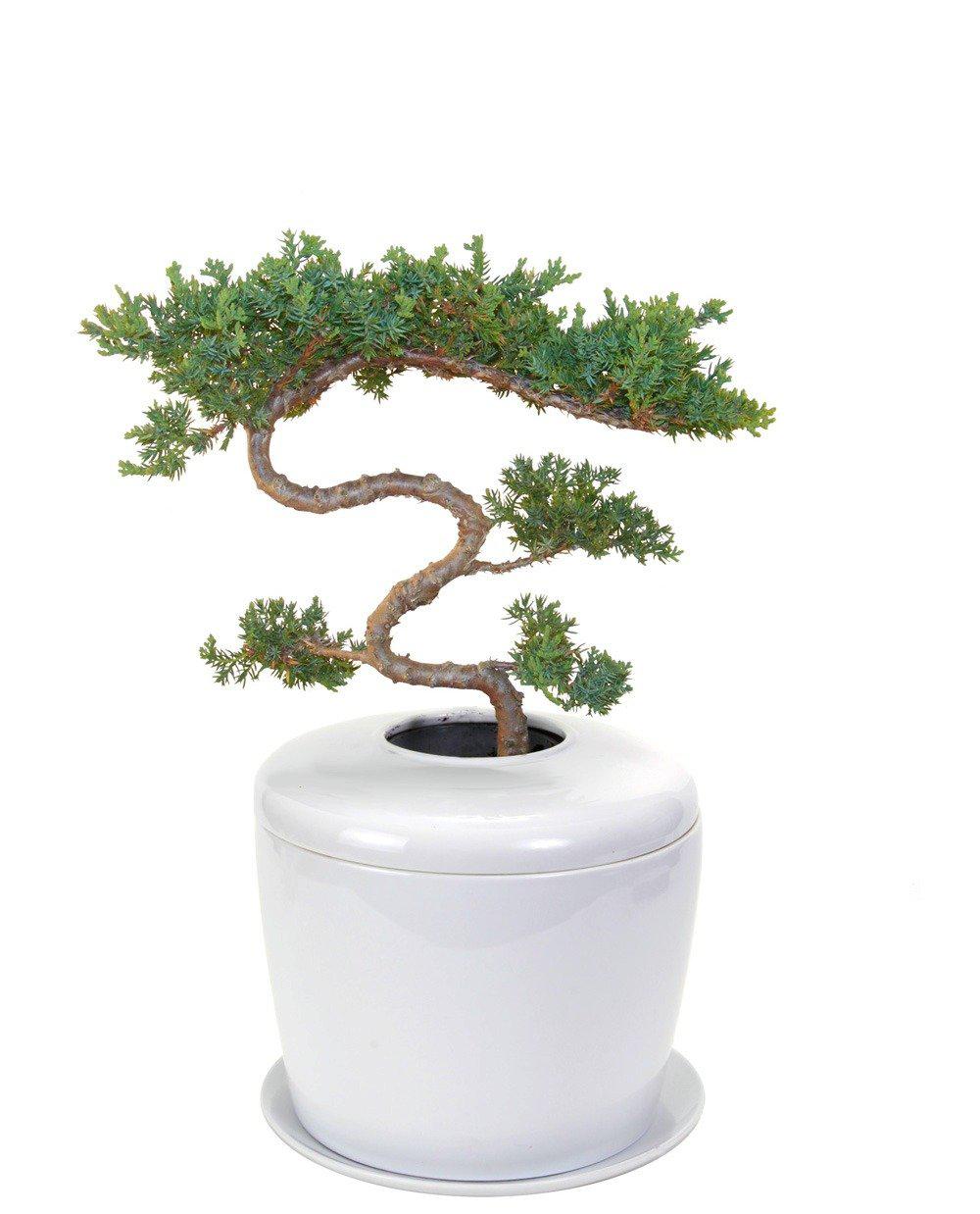 The Living Urn Indoors / Patio - 5280