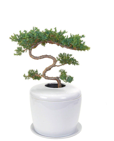 The Living Urn Indoors / Patio - 5280