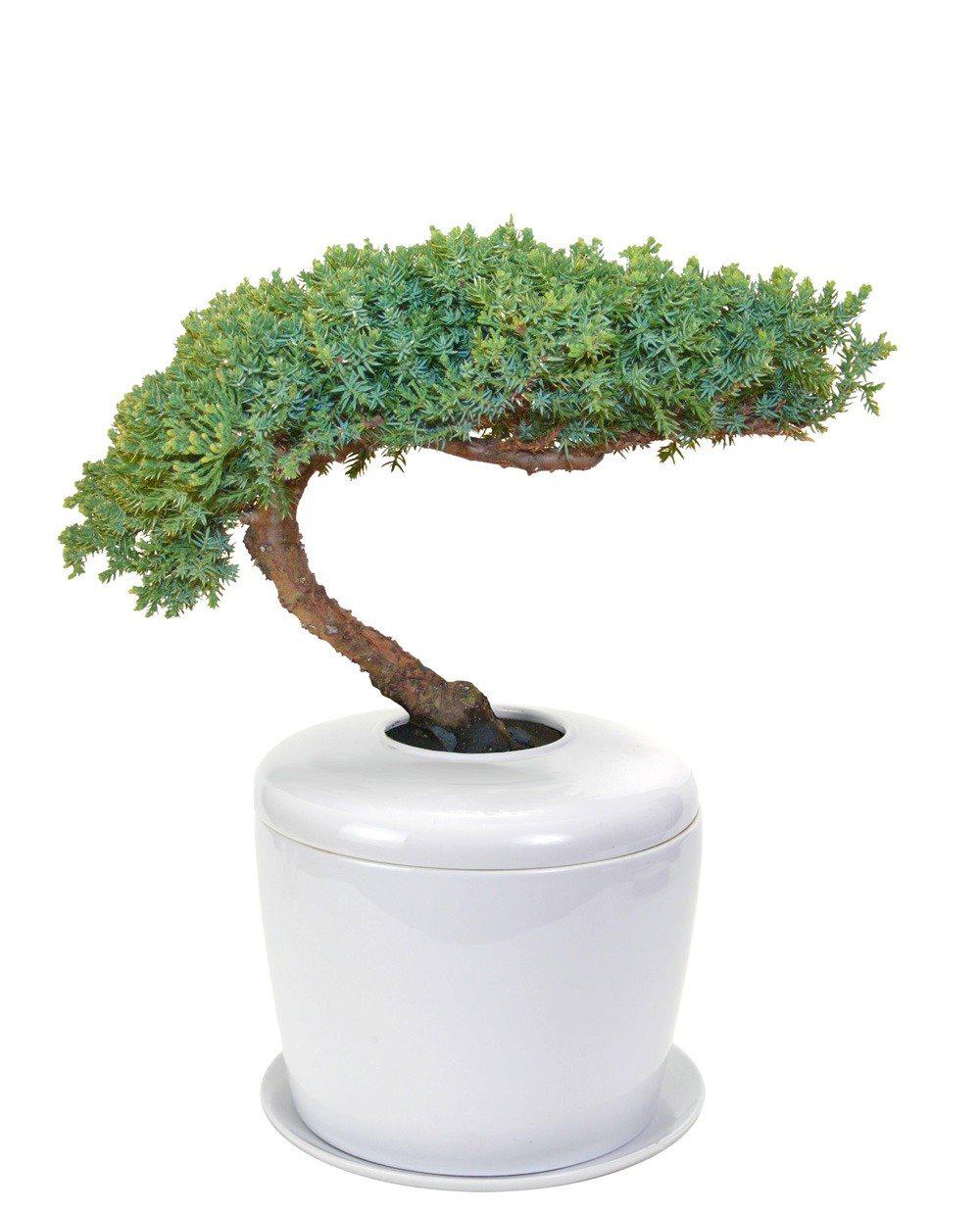 The Living Urn Indoors / Patio - 5280