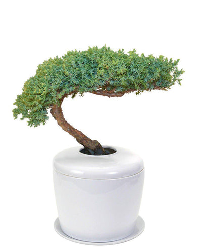 The Living Urn Indoors / Patio - 5280