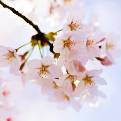 Japanese Flowering Cherry (Yoshino) - Messenger