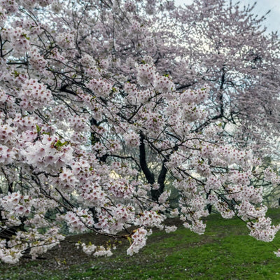 Japanese Flowering Cherry (Yoshino) - Belk