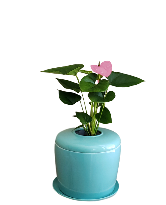 The Living Urn Indoors / Patio - 5280