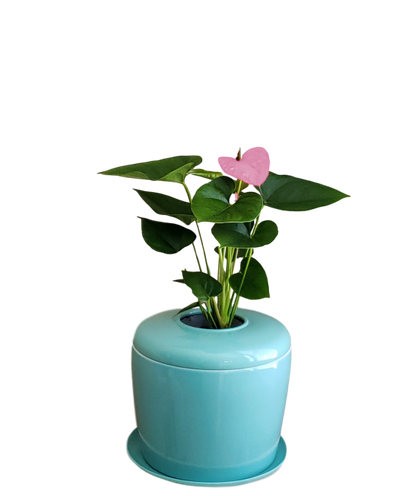 The Living Urn Indoors / Patio - 5280