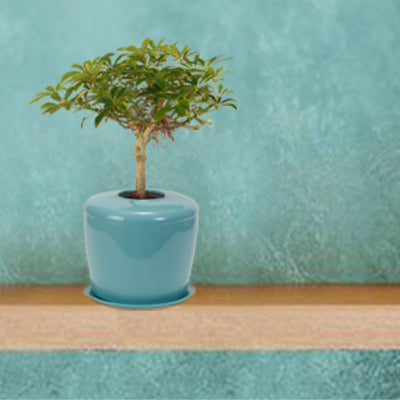 The Living Urn Indoors / Patio - 5280